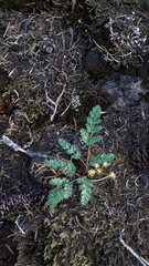 Lomatium martindalei