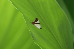 Eulepidotis rectimargo