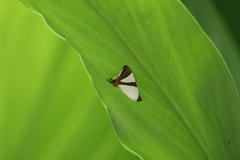 Eulepidotis rectimargo