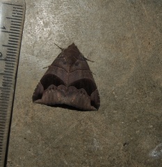 Bastilla joviana