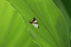 Eulepidotis rectimargo