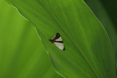 Eulepidotis rectimargo