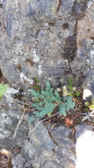Lomatium martindalei