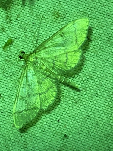 Hollow-spotted Blepharomastix Moth photo 5