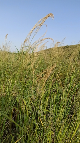 Image of Glyceria Arundinacea (Glyceria arundinacea) by (c) Иван Ковтун Ivan Kovtun, some rights reserved (CC BY)