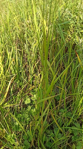 Image of Glyceria Arundinacea (Glyceria arundinacea) by (c) Иван Ковтун Ivan Kovtun, some rights reserved (CC BY)
