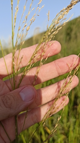Image of Glyceria Arundinacea (Glyceria arundinacea) by (c) Иван Ковтун Ivan Kovtun, some rights reserved (CC BY)