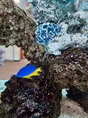 Pomacentrus auriventris