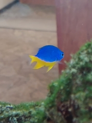 Pomacentrus auriventris