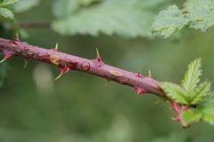 Rubus phyllanthoides