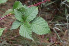 Rubus phyllanthoides