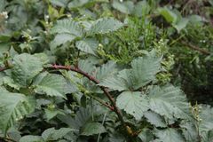 Rubus phyllanthoides