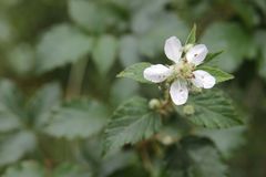 Rubus phyllanthoides