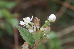 Rubus phyllanthoides