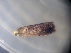 Grapholita funebrana