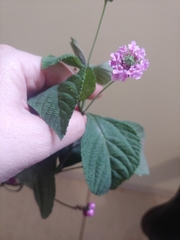 Lantana