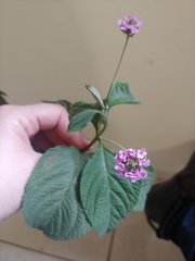 Lantana