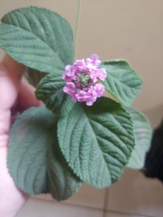 Lantana