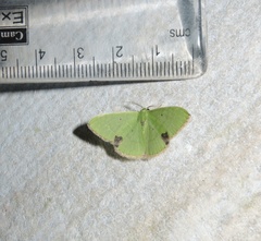 Comibaena fuscidorsata