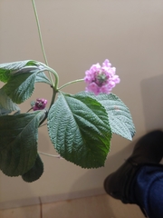 Lantana