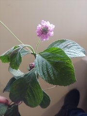 Lantana