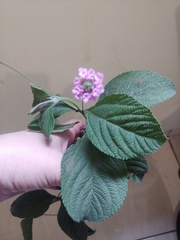 Lantana