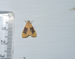 Conogethes semifascialis