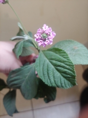 Lantana