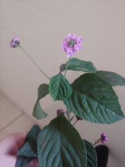 Lantana