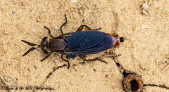 Phyllomydas phyllocerus