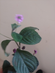Lantana