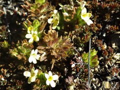 Euphrasia cockayneana