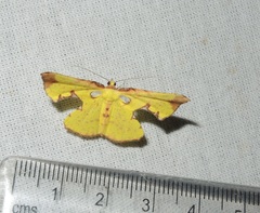 Corymica arnearia