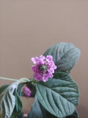 Lantana