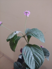 Lantana