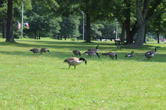 Branta canadensis