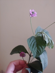 Lantana