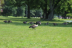Branta canadensis