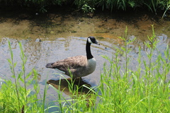 Branta canadensis