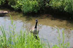 Branta canadensis