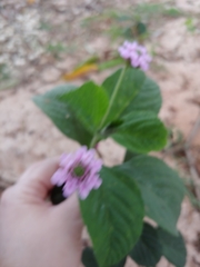 Lantana