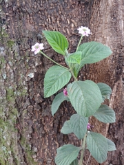 Lantana