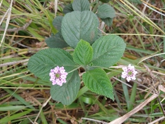 Lantana