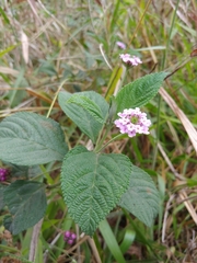 Lantana