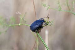 Protaetia morio