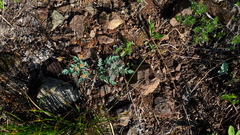Lomatium martindalei