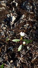 Claytonia multiscapa pacifica