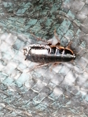 Loboptera