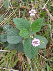 Lantana
