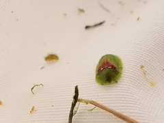 Cassida sanguinolenta